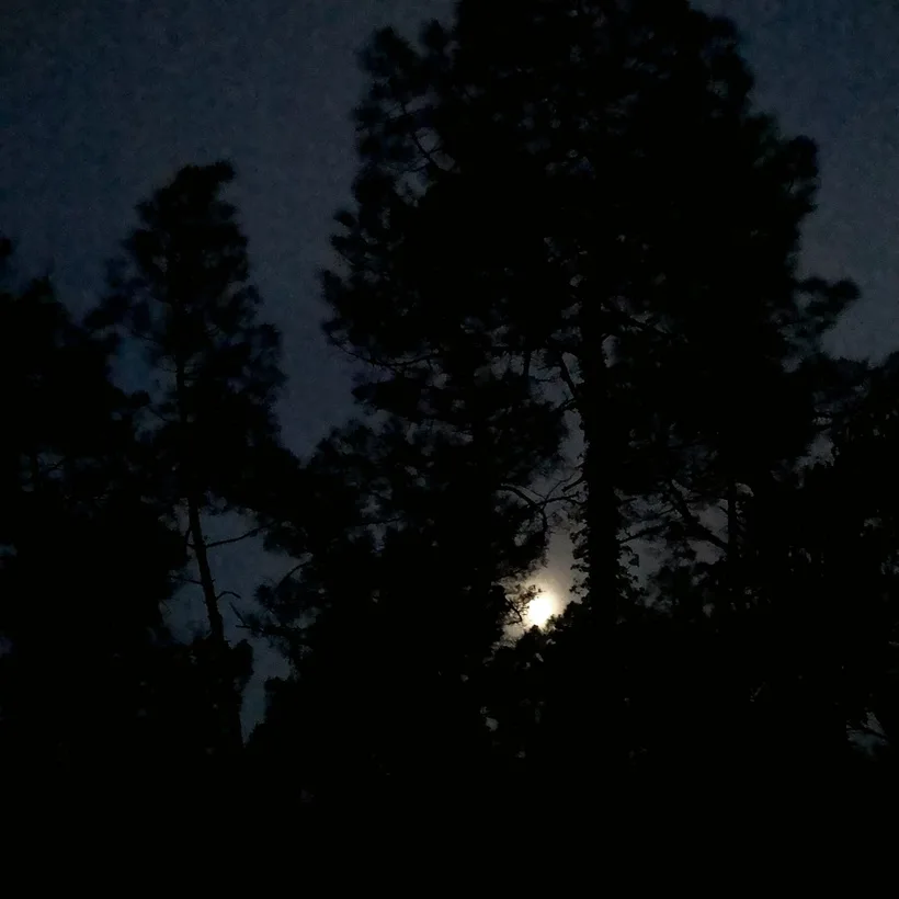 El Bosque Nocturno